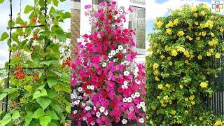 17 Small Flowering Vines For Trellises