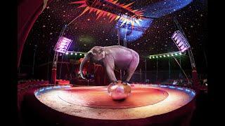 «Московский Цирк- Moscow Circus» - Всемирный фестиваль циркового искусства 2024