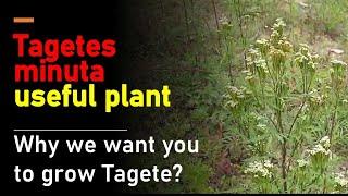 Tagetes minuta useful plant easy to grow for money