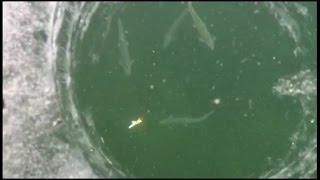 Schools of Fish at Strawberry Reservoir, Utah