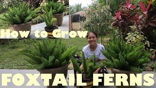 Foxtail Ferns  Easy Care Guide / How to Grow Foxtail Ferns / Tropical Gardening at Home