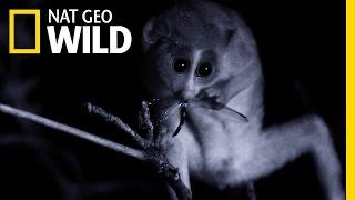 A Loris in the Night | Wild Sri Lanka