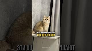 Эти ошибки разрушают любовь кошки. #кошка #кот #кошки #котенок #коты
