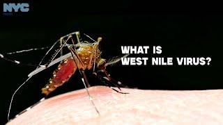 What Is West Nile Virus?