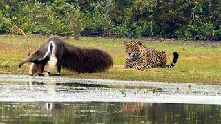 A kind giant whom even the jaguar is afraid of. Ant-eater!