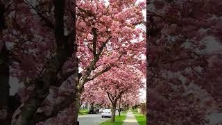 Cherry blossom streets in Vancouver | Spring in Canada 2022  #short #shorts #spring #canada