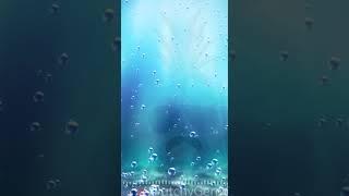 Jellyfish #shorts