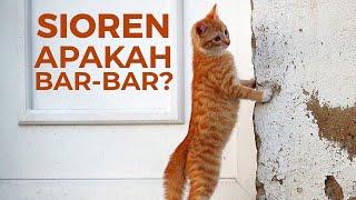 5 Fakta Kucing Oren Bar-Bar! Apakah Benar?