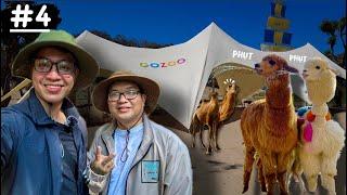 Thế giới động vật Lạc Đà Alpaca, GOZOO FARM Lộc An - Du Lịch Vũng Tàu 2024 | LongNov