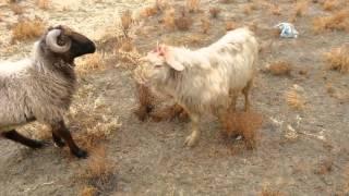 Кошкар мен теке.                           rams and goats.  Republic of Kazakhstan, Aralsk