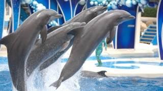 The Complete 2010 SeaWorld "Blue Horizons" Dolphin Show