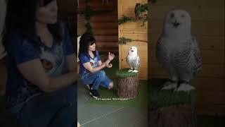 Думали мальчик, а оказалась девочкой  @SmilikTV #сова #owl #музейсовушек #филосовия