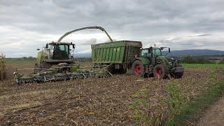 [Mais 2024+Wildschweine]LU NorbertMäser Claas Jaguar 970 mit verschiedenen Abfahrern in der Wetterau