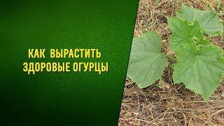 Подкормка огурцов в открытом грунте и теплице. Как формировать огурцы.