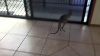 Wallaby joey takes a little excursion around the house:  this is Bert