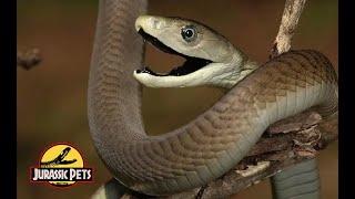 Schlangen Afrikas: Die Schwarze Mamba  | Dokumentation