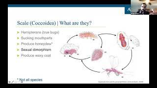 Southern Scale Insects: Crapemyrtle Bark Scale, Cycad Scale, & Other Common Scale Pests of TX