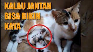 Mitos Kucing Kembang Telon Jantan | Fakta Kucing Belang Tiga & Harga Kucing Telon Jantan