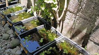 Backyard update ornamental fish farming, Outdoor set up