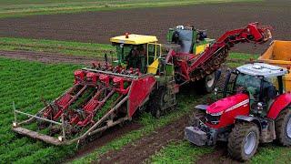 Wortels rooien | Harvesting carrots | Möhren roden | Riecam | Massey Ferguson | Dewulf | Oogst 2024