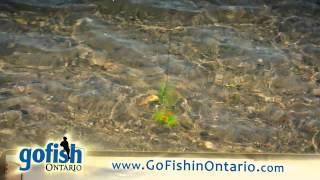 Enjoy Ontarios Alternative species of fish