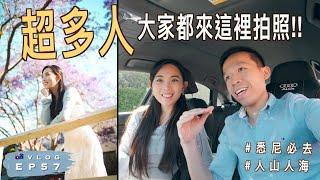 【 我回來了】每年悉尼人都來拍照 ｜超美藍花楹 Jacaranda｜推介去The Rocks 飲啤酒 ｜澳洲生活 Vlog 57 (中文字幕)