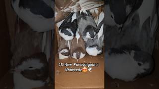 Buy 13 New Fancy Pigeons #kabootar #pigeon #minivlog  #shorts