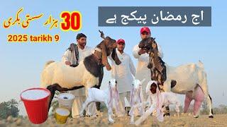 Mukabale wali bakri ( kamori goat ok 2025 قیمت کیاہے for sale bakri in Goat farm film 2025 Pakistan