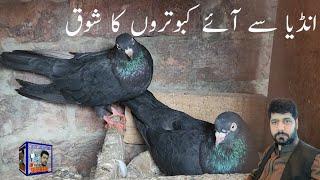 Top indian pigeon ka shouq | Indian kabootar in pakistan | Mehran Azim Official Amra kalan