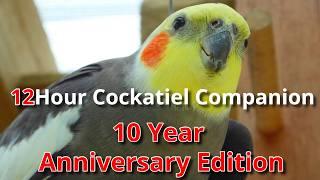 12 Hour Cockatiel Companion Celebrating 10 Years of Cockatiel Companion Videos