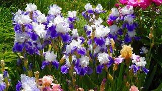 КАРЛИКОВЫЕ БОРДЮРНЫЕ ИРИСЫ. ВЕСЕННИЙ ИРИДАРИЙ. Iris pumila. Beautiful spring garden.