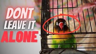 5 Mistakes Every Beginner Does to Lovebirds