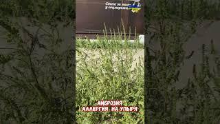Амброзия Аллергия Лечение аутоиммунных заболеваний #амброзия #аутоиммунные #армия #приколы #аллергия