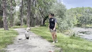 Suburban K9 Board and Train Bootcamp