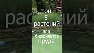ТОП-5 РАСТЕНИЙ для биофильтра пруда которые подойдут для центральной России  #биоФильтрПруда