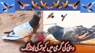 Dubai pigeon landing  || kabootar landing song || kabutar bazi #kabootar