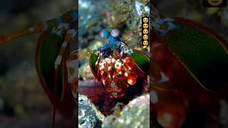 The Strongest Claws Mantis Shrimp #shorts #animals #pets