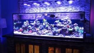 Tony Nguyen : Saltwater fish tank reef aquarium ( Ben 200 Gallon Super Efficient SPS Dominated )