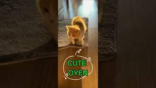 Oyen cats #cats #cute #funny #viral #fyp