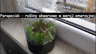 30.Słoik z roślinami akwariowymi w wersji emersyjnej.
