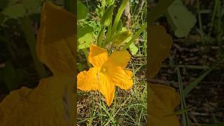 Flowering vegetables #garden Butternut, Pumpkin, Zuccini, Pepper, Anastazi, Cobra, and Bush beans
