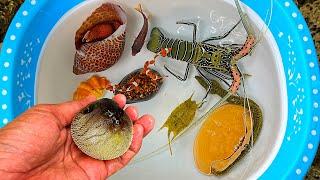 Tangkap ikan buntal dan kelomang, siput, keong, belut, kepiting, ikan laut, ikan nemo, lobster