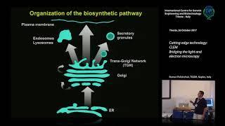 R. Polishchuck - Cutting-edge technology: CLEM: Bridging the light and electron microscopy