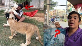 Islamabad Pet Market Sy Pets Shopping Ki 