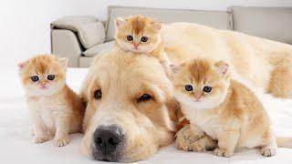 Golden Retriever Helps Mom Cat Care For Her Three Baby Kittens