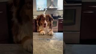 Get to know Barney if he was in a movie trailer  #australianshepherd #dog #dogshorts #puppy