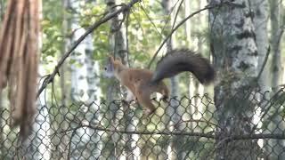 Как белка собирает грибы\How a squirrel collects mushrooms