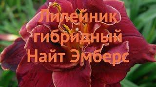 Лилейник гибридный Найт Эмберс (hemerocallis)  обзор: как сажать, луковицы лилейника Найт Эмберс