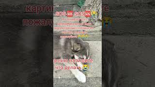 помощь бездомным животным ️
