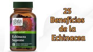 Echinacea, 25 Beneficios para la Salud